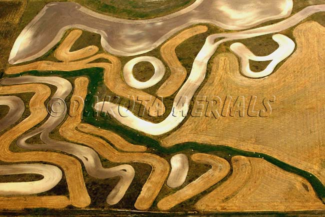 Nature's Picasso Nature's Picasso